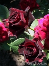 Black Baccara