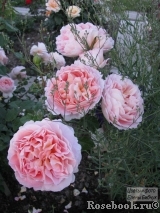 Abraham Darby