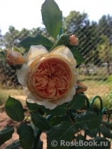 Crown Princess Margareta®