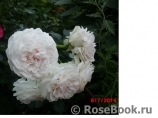 Great North Eastern Rose 