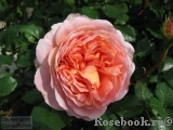 Abraham Darby