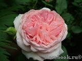 A Shropshire Lad