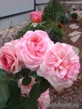 A Shropshire Lad