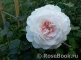 Great North Eastern Rose 