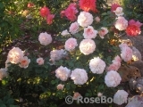 Garden of Roses 