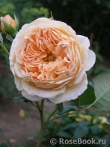 Crown Princess Margareta®