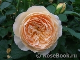 Crown Princess Margareta®