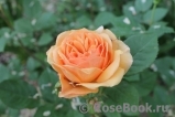 Crown Princess Margareta®