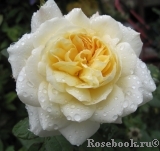 Crocus Rose® 