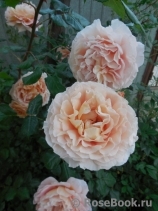 Abraham Darby