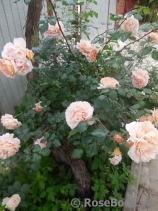 Abraham Darby