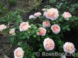 Abraham Darby