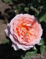 Abraham Darby