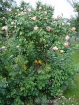 Abraham Darby