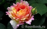 Rose des Cisterciens 