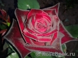 Black Baccara