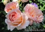 Abraham Darby