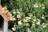 Crown Princess Margareta®