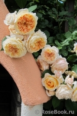 Crown Princess Margareta®