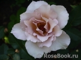 Julia's Rose