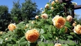 Crown Princess Margareta®