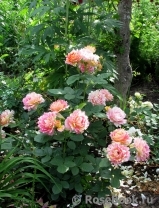 Rose des Cisterciens 