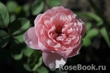 The Alnwick Rose