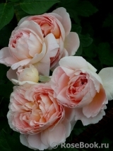 Abraham Darby