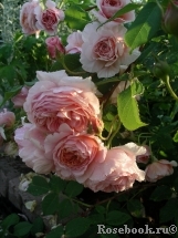 A Shropshire Lad