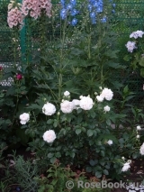 Great North Eastern Rose 