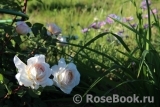 Crocus Rose® 