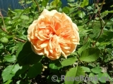 Crown Princess Margareta®