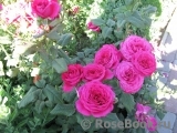 Johann Wolfgang von Goethe Rose®