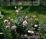 Abraham Darby