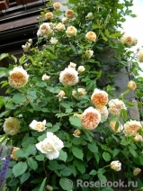 Crown Princess Margareta®