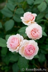 A Shropshire Lad