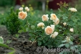 Crown Princess Margareta®