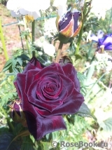 Black Baccara