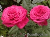 Johann Wolfgang von Goethe Rose®