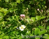 Rosa multiflora