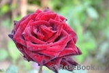 Black Baccara