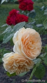 Crown Princess Margareta®