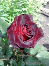 Black Baccara