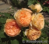 Crown Princess Margareta®