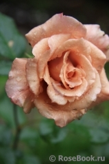 Julia's Rose