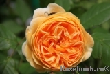 Crown Princess Margareta®