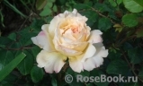 Crocus Rose® 