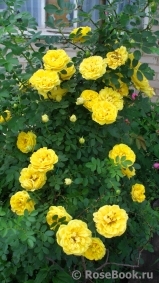 Persian Yellow