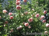 Abraham Darby