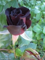 Black Baccara